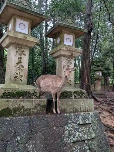 春日大社(奈良県)