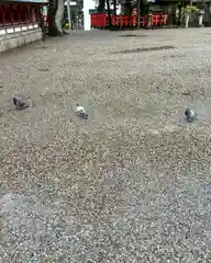 八坂神社(祇園さん)の動物