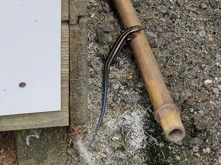 岩田神社の動物