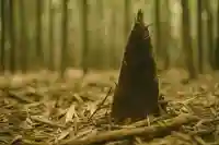 木舟山 順教寺(広島県)