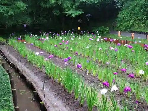 明月院(神奈川県)