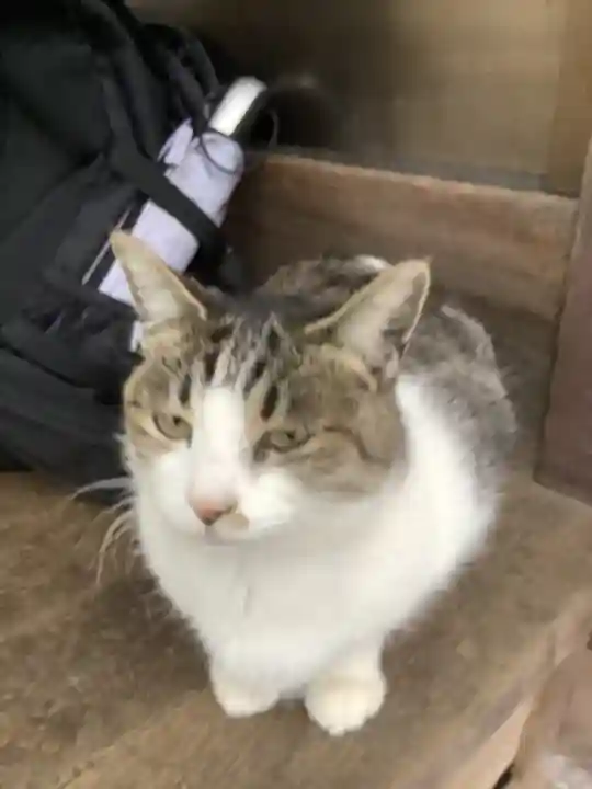 玉野御嶽神社の動物