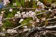 鹿島大神宮の自然