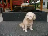 皇大神社の動物