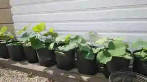 浄土宗 光明山 大蓮寺(照曜会館)の自然(2020年06月10日(水) 10時52分27秒投稿)