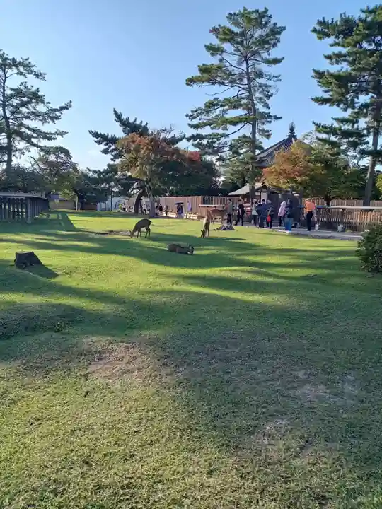 興福寺 中金堂(奈良県)