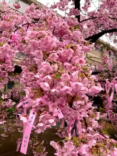 桜神宮(東京都)
