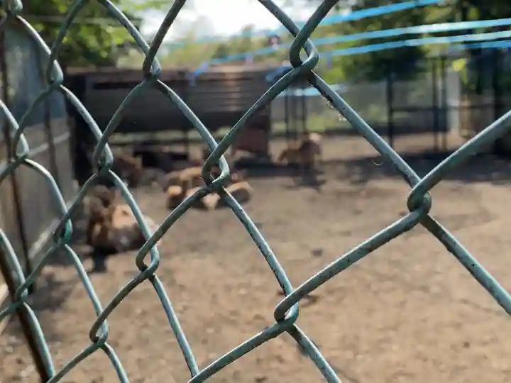 相州春日神社の動物