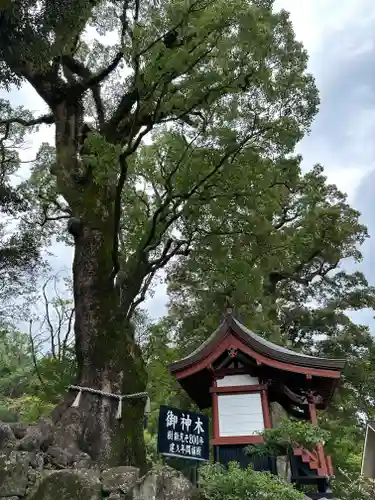 鹿児島神宮(鹿児島県)