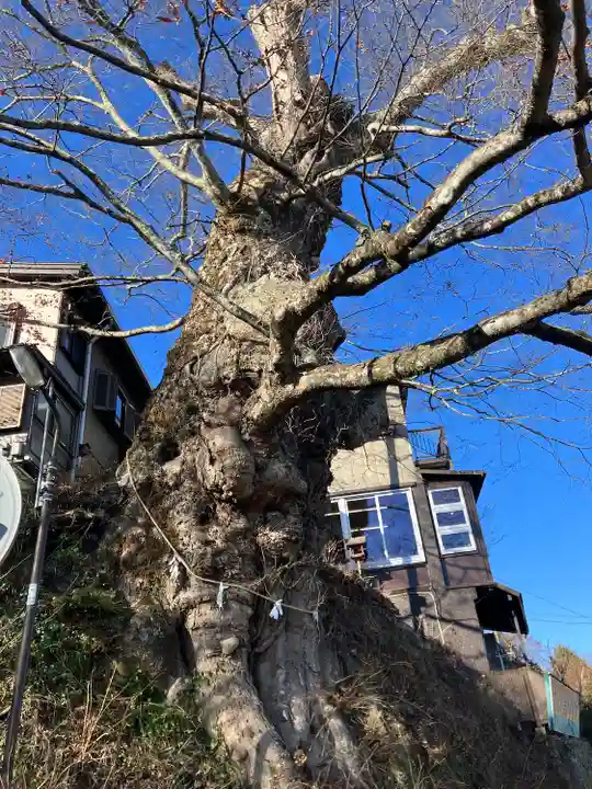 武蔵御嶽神社の自然