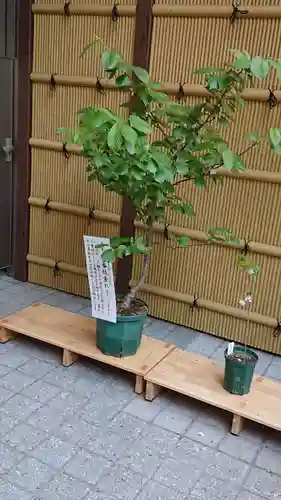 十番稲荷神社の自然
