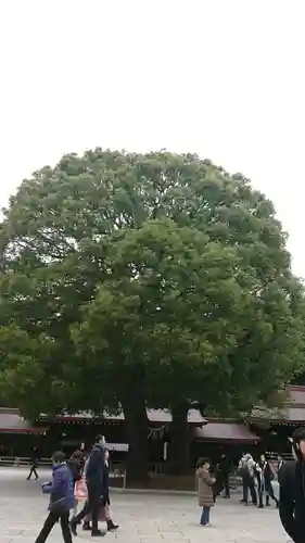 明治神宮の自然