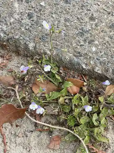 高田波蘇伎神社の自然