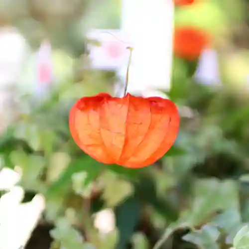 三津厳島神社の自然
