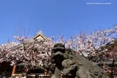湯島天満宮の狛犬