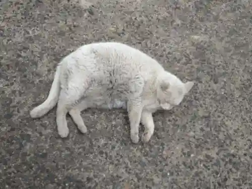 羽黒神社の動物