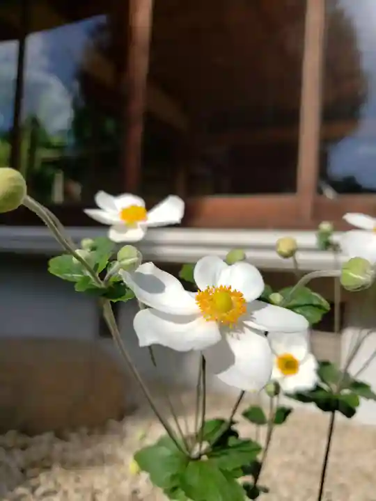 鳩森八幡神社の自然