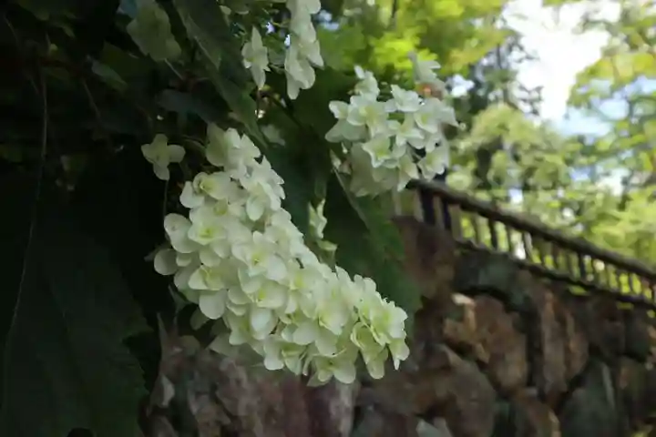 柳谷観音 楊谷寺の自然