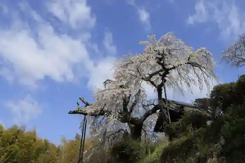 地蔵院(京都府)
