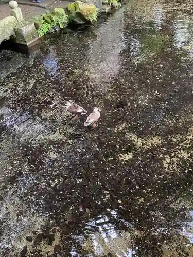 泉神社(茨城県)