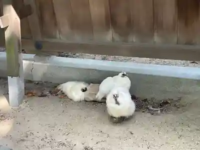 中山神社の動物