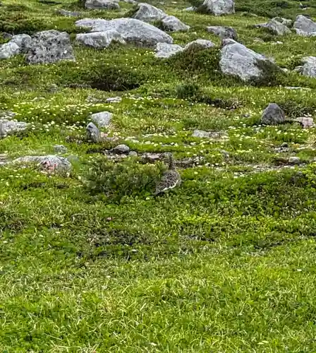 雄山神社峰本社の動物