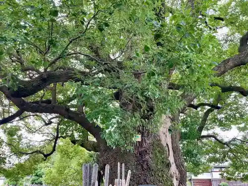 妙雲寺(東京都)