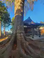 大根神社の自然