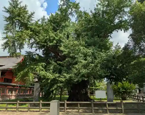 飯香岡八幡宮(千葉県)