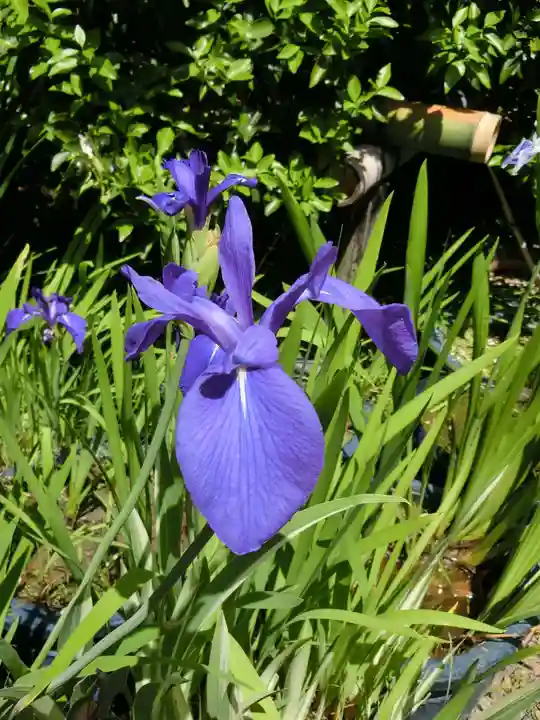 梅宮大社の自然