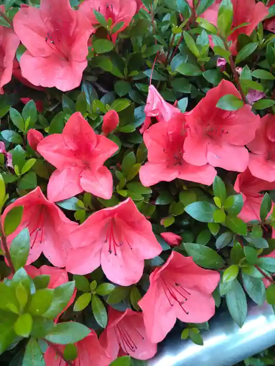 阿智神社の自然