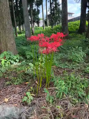 山宮浅間神社(静岡県)