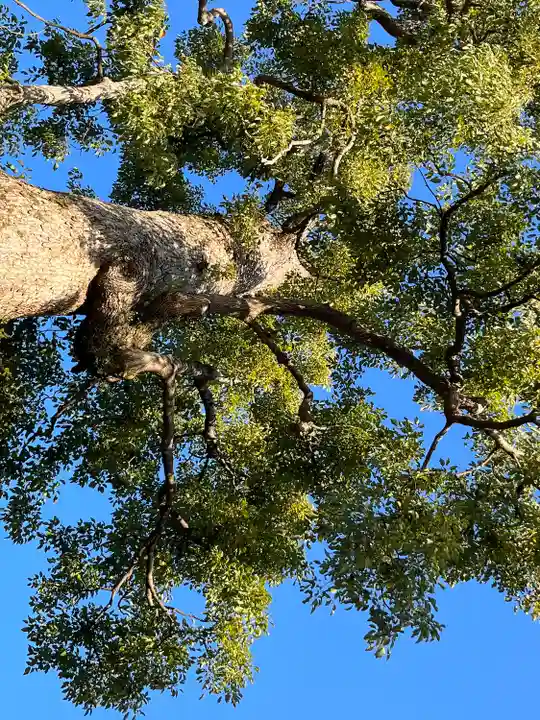 楽法寺(雨引観音)の自然