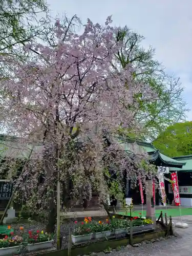 大宮八幡宮の自然