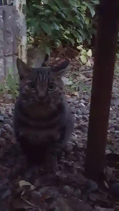 天王坊稲荷神社の動物