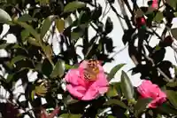 大鏑神社の動物