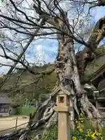 神魂伊能知奴志神社(島根県)