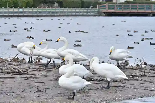 水原八幡宮の動物