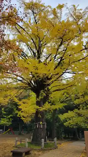 赤坂氷川神社(東京都)