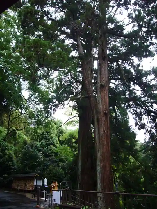 大岩山 最勝寺の自然