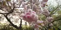 亀戸 香取神社の自然