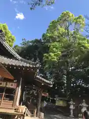 大宮・大原神社の自然