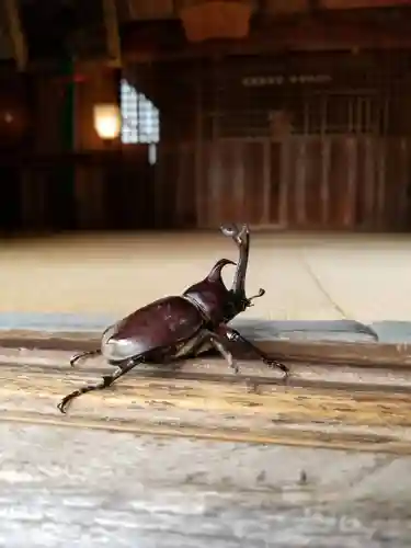 伏木香取神社の動物