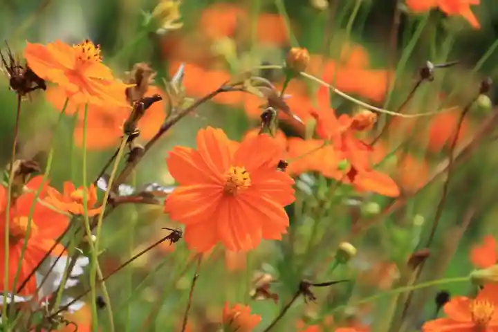 豊景神社の庭園