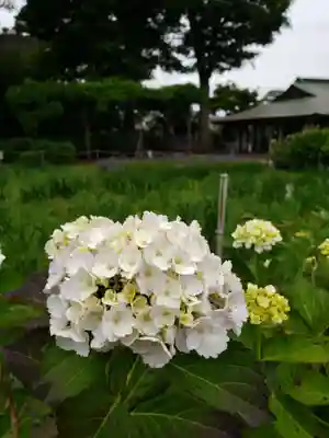 妙法寺(東京都)