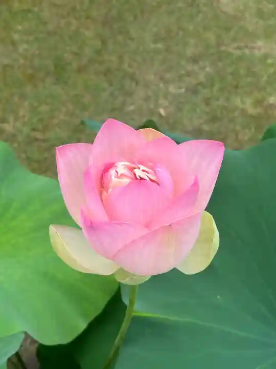三室戸寺(京都府)