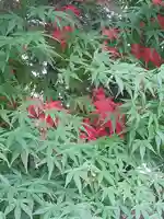 伏木香取神社の自然