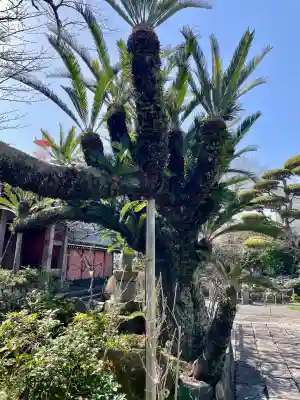 蓮光寺の{uncategorized: "未分類", other: "その他", undefined: "問題あり", building: "その他建物", grave: "お墓", sacred_gate: "鳥居", guardian: "狛犬", statue: "像", buddha: "仏像", history: "歴史", nature: "自然", garden: "庭園", animal: "動物", pagoda: "塔", temizu: "手水舎", mountain_gate: "山門・神門", sanctuary: "本殿・本堂", subordinate: "末社・摂社", art: "芸術", scenery: "景色", jizo: "地蔵", ema: "絵馬", goshuin: "御朱印", omikuji: "おみくじ", items: "授与品その他", amulet: "お守り", goshuincho: "御朱印帳", eats: "食事", festival: "お祭り", votive_dance: "神楽", shichigosan: "七五三参", wedding: "結婚式", experience: "体験その他", initially: "初詣", around: "周辺", anti_infection: "感染症対策"}