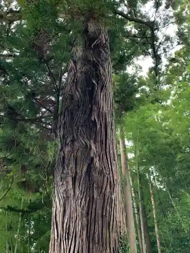 小川諏訪神社の自然