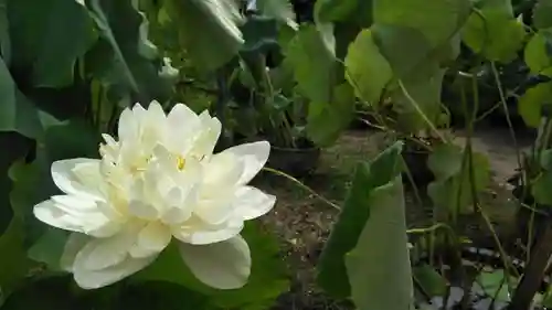 （天安寺）法金剛院の自然